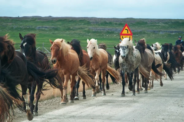 IJsland, Europa: IJslandse paarden galopperende op een weg, een inheems ras dat door kleine specimens wordt gekenmerkt, soms pony-gerangschikt, van lange duur en sterk, grazen vrij op het platteland — Stockfoto