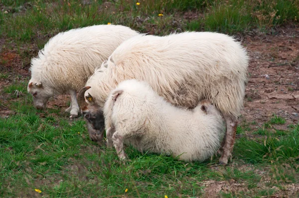 Islândia: uma ovelha que amamenta de mãe no campo islandês — Fotografia de Stock