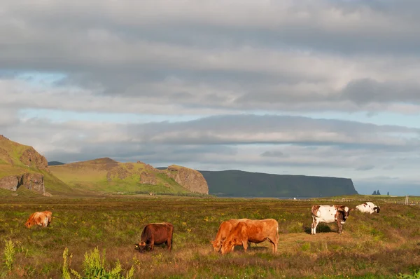 IJsland, Europa: grazende koeien op het platteland van Vik i Myrdal, het zuidelijkste dorp in IJsland, gelegen aan de belangrijkste ringweg rond het eiland, ongeveer 180 km over de weg ten zuidoosten van Reykjavik — Stockfoto