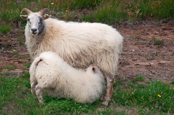 Islândia: uma ovelha que amamenta de mãe no campo islandês — Fotografia de Stock
