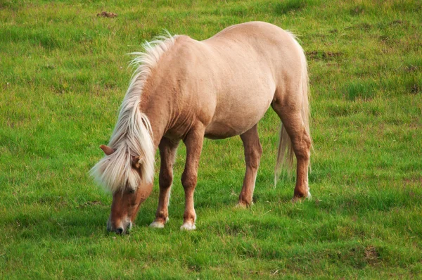 Islândia, Europa: close up de um cavalo islandês, uma raça nativa caracterizada por pequenos espécimes, às vezes de tamanho pônei, de longa duração e resistente, pastando livre no campo — Fotografia de Stock