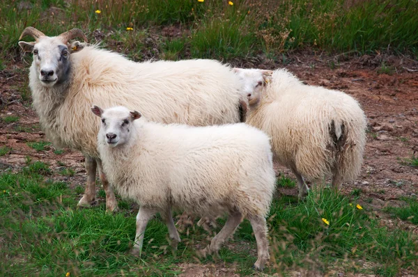 IJsland, Europa: schapen op het IJslandse platteland in de Snaefellsnes, het westelijke schiereiland met de naam IJsland in miniatuur voor de vele bezienswaardigheden die kunnen worden gevonden in het gebied, met inbegrip van de Snfellsjokull vulkaan — Stockfoto