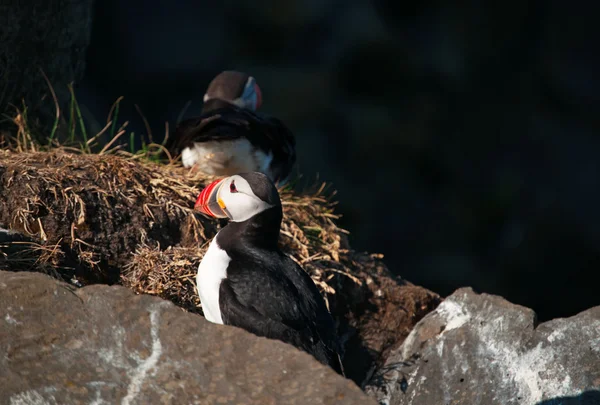 Iceland, Europe: Atlantic puffins (a species of seabird in the auk family) on a rock at the promontory of Dyrholaey, home to a large puffin colony, protected area for these pelagic seabirds with a brightly coloured beak