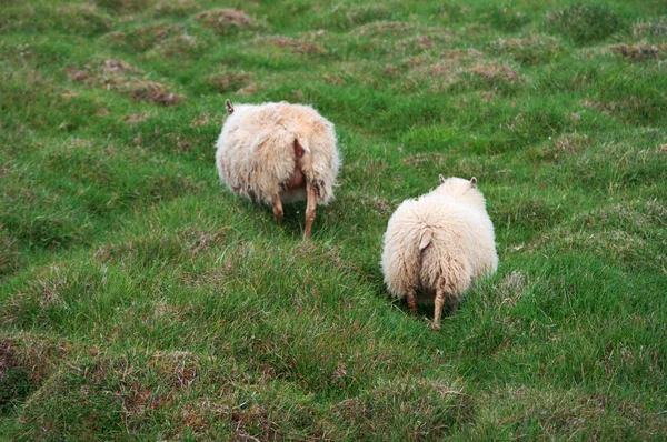 Ісландія, Європа: вівці в ісландської сільській місцевості в Snelessesnes, західний півострів на ім'я Ісландії в мініатюрі для багатьох визначних пам'яток, які можуть бути знайдені в цьому районі, в тому числі Snfellssjokull вулкан — стокове фото