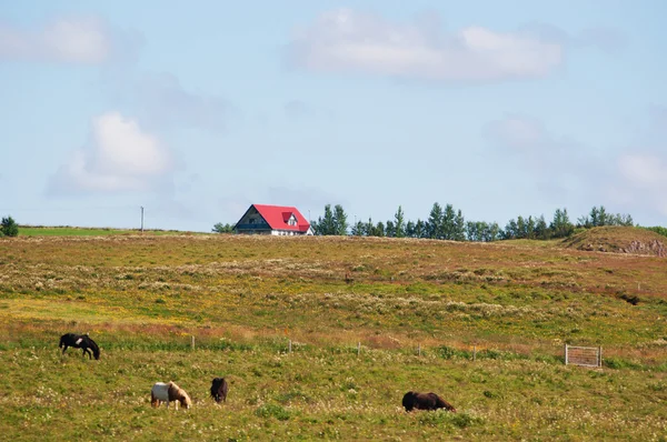 IJsland: landschap van het platteland met een boerderij en IJslandse paarden — Stockfoto