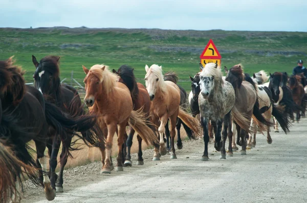 Islândia, Europa: cavalos islandeses galopando em uma estrada, uma raça nativa caracterizada por pequenos espécimes, às vezes de tamanho pônei, de longa duração e resistente, pastando livre no campo Imagens De Bancos De Imagens Sem Royalties