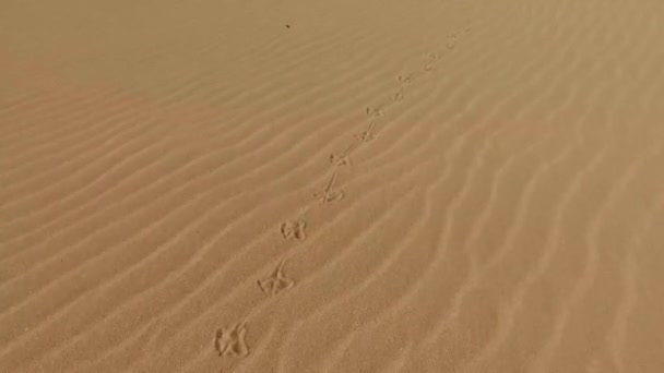 Sivatagi homokdűnék, homok szemek, a Corralejo természeti Park. Fuerteventura. Kanári-szigetek — Stock videók