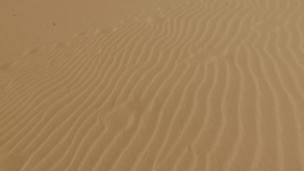 Desert sand dunes, sand grains, Corralejo Natural Park. Fuerteventura. Canary Islands — Stock Video