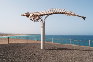 Fuerteventura, Canary Islands, Spain: view of a whale skeleton on the cliff of the village of El Cotillo, where Whales and dolphins follow the route along the coast and can easily be spotted clipart