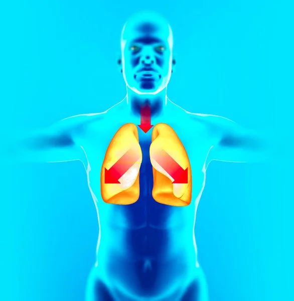 Anatomía Del Cuerpo Humano Pulmones Tos Medicamento Para Disolver Flema —  Fotos de Stock