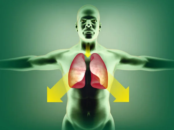 Human Body Anatomy Lungs Cough Medicinal Product Dissolve Phlegm Effect — Stock Photo, Image