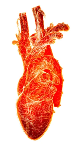 Badanie Anatomiczne Serca Problemy Sercem Atak Serca Operacja Renderowanie Sylwetkę — Zdjęcie stockowe