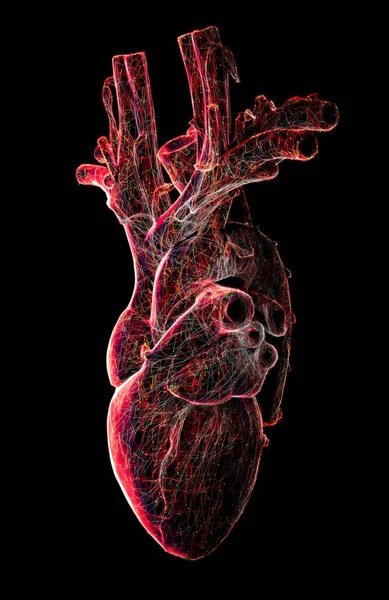 Anatomical Study Heart Heart Problems Heart Attack Surgery Render Silhouette — Stock Photo, Image