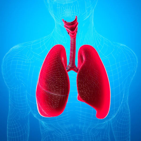 Lidská Anatomie Problémy Dýchacím Systémem Těžce Poškozené Plíce Dvoustranná Pneumonie — Stock fotografie