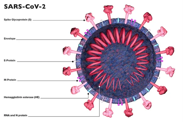 Secção Coronavírus Visão Microscópica Covid Como Sars Cov Feito Análises — Fotografia de Stock