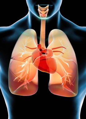 Nefes darlığı, nefes darlığı, akut ve kronik dispne. Belirtiler ve teşhisler. Akciğerler, nefes borusu ve kalp. Zatürree. 3 boyutlu görüntüleme. İnsan anatomisi