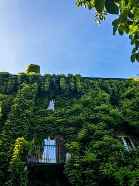 Bir evi çevreleyen yeşillik, sarmaşık ve sarmaşıklarla çevrili bir ev. Milan, Brera Botanik Bahçesi. İtalya. Balkon ve pencereler yeşilliklerle çevrili.