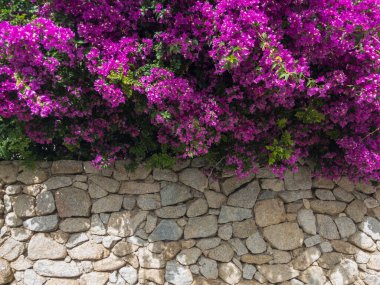Bougainvillea ve kuru taş duvar. Çiçekler ve bitkiler. Akdeniz bitkileri, villalar ve parlak renkli bitkilerle süslenmiş evler. Tatiller
