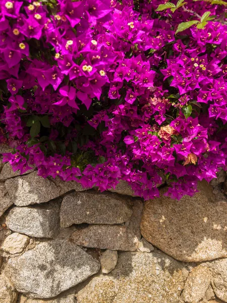 Μπουκαμβίλια Και Ξερολιθιά Λουλούδια Και Φυτά Μεσογειακή Βλάστηση Βίλες Και — Φωτογραφία Αρχείου