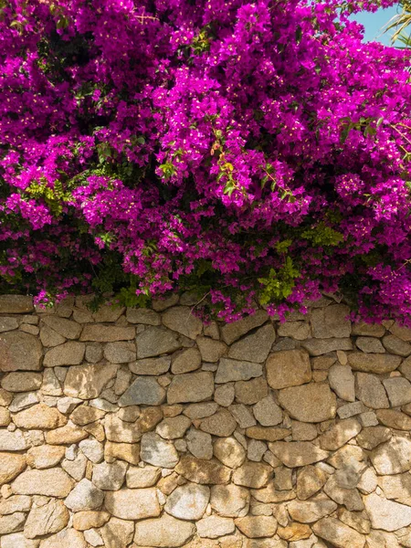 Bougainvillea Suchá Kamenná Zeď Květiny Rostliny Středomořská Vegetace Vily Domy — Stock fotografie