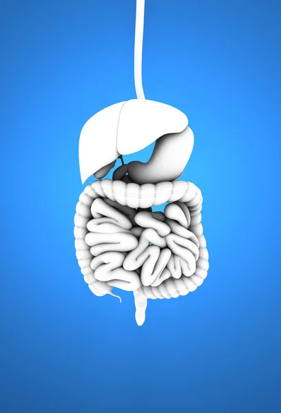 Sistema digestivo — Foto de Stock