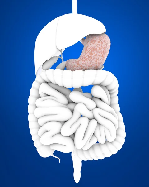 Digestive system — Stock Photo, Image