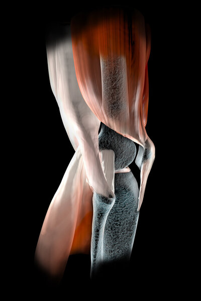 Knee ligaments, tendons, bones