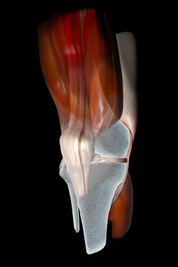 Knee ligaments, tendons, bones clipart