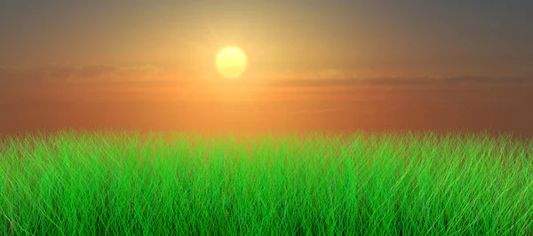 Zonsondergang over gras weide — Stockfoto