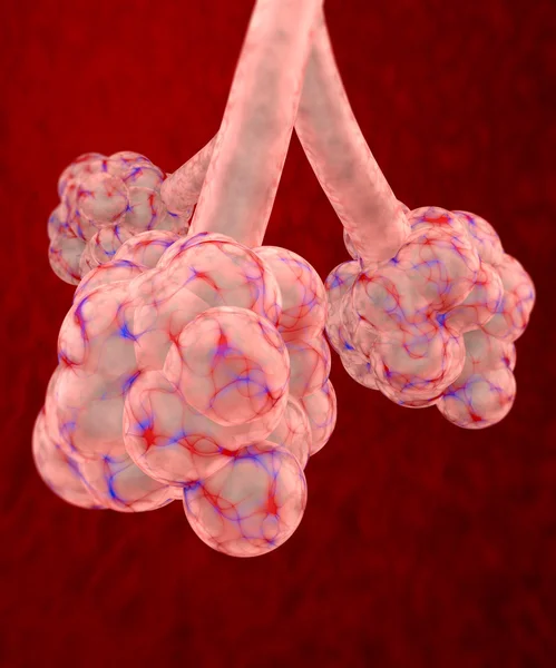 Pulmonary alveolus — Stock Photo, Image
