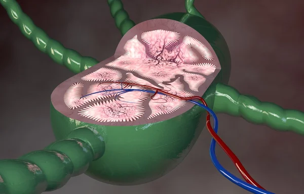 Sección de ganglios linfáticos —  Fotos de Stock