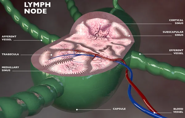 Lymph node section — Stock Photo, Image