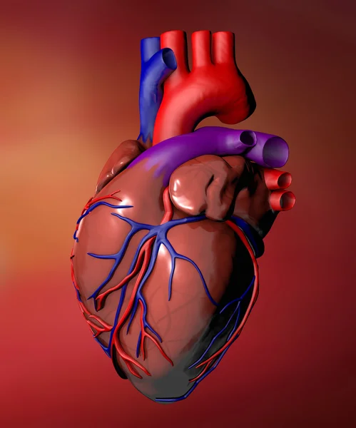 心脏解剖 — 图库照片