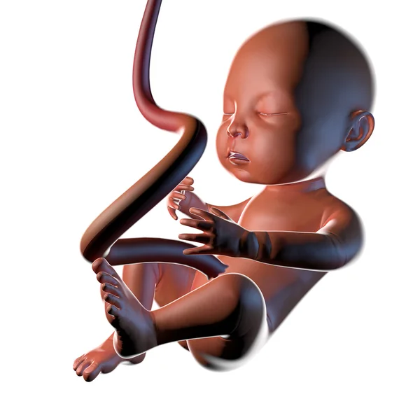 胎児臍帯の — ストック写真