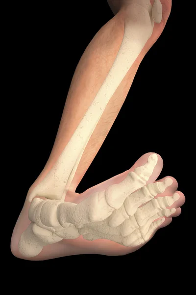 Foot bones radiography — Stock Photo, Image