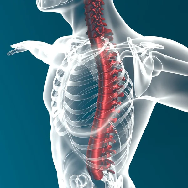 Radiografia da coluna vertebral humana — Fotografia de Stock