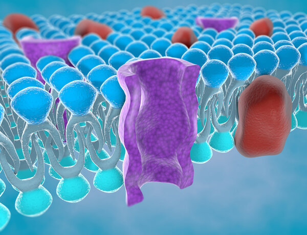 Structure of plasma membrane of cell