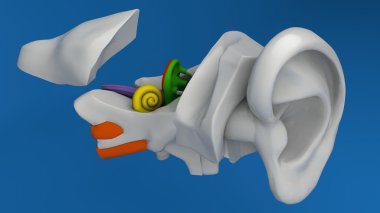 Human ear anatomy clipart