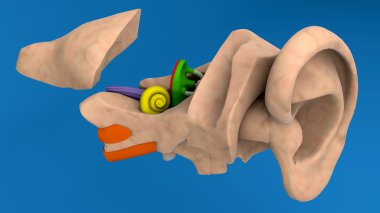 İnsan kulak anatomisi