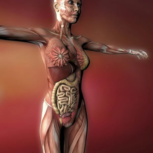 Female organs and muscles — Stock Photo, Image