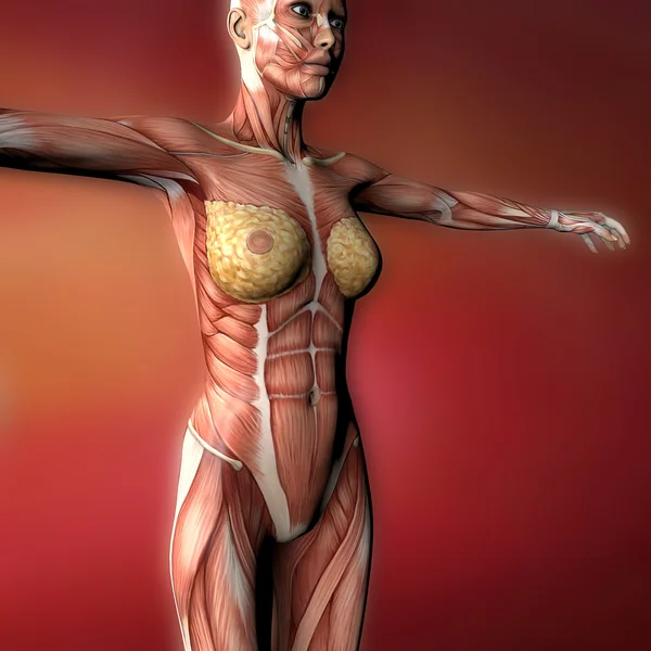 Female body muscles — Stock Photo, Image