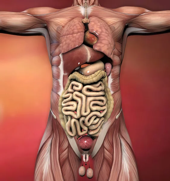 Męskich narządów i mięśnie — Zdjęcie stockowe