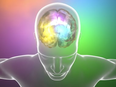 Beyin sinir hücreleri insan anatomisi