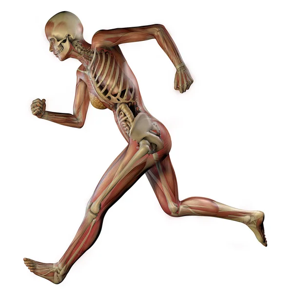 Female body with skeletal muscles and organs — Stock Photo, Image