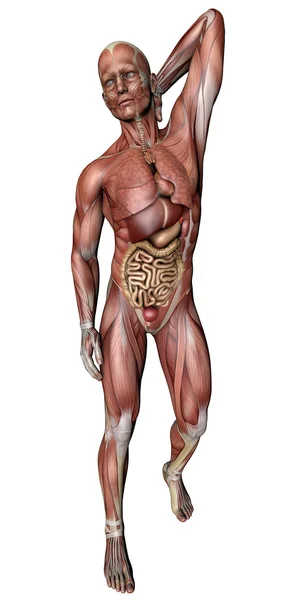 Corps masculin avec muscles et organes squelettiques — Photo