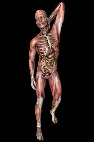 мужское тело со скелетными мышцами и органами
