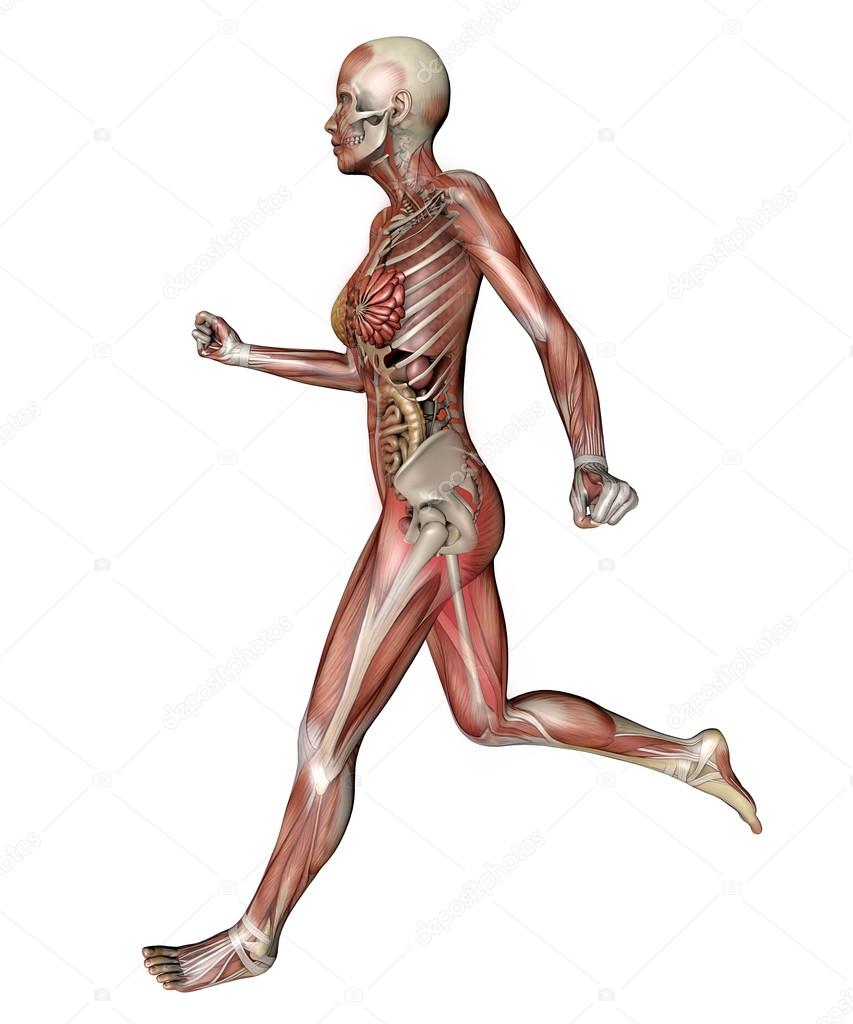 female body with skeletal muscles and organs