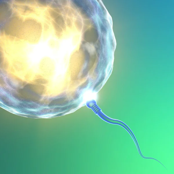 Befruktning spermier med ovum spermie — Stockfoto