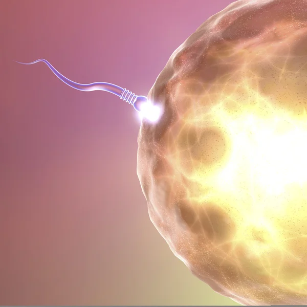 Esperma da fertilização com espermatozóides do óvulo — Fotografia de Stock