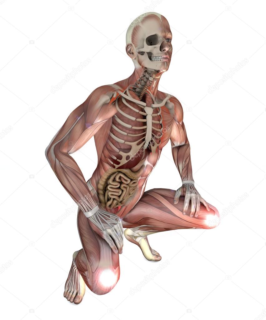 male body with skeletal muscles and organs